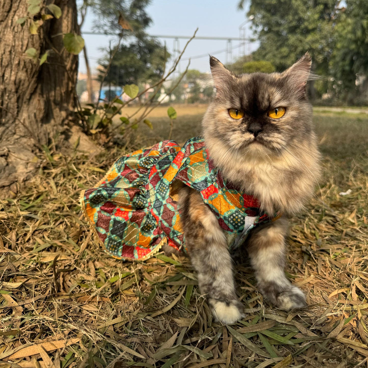 Pawgy Pets Silk Dress Multi: Cat