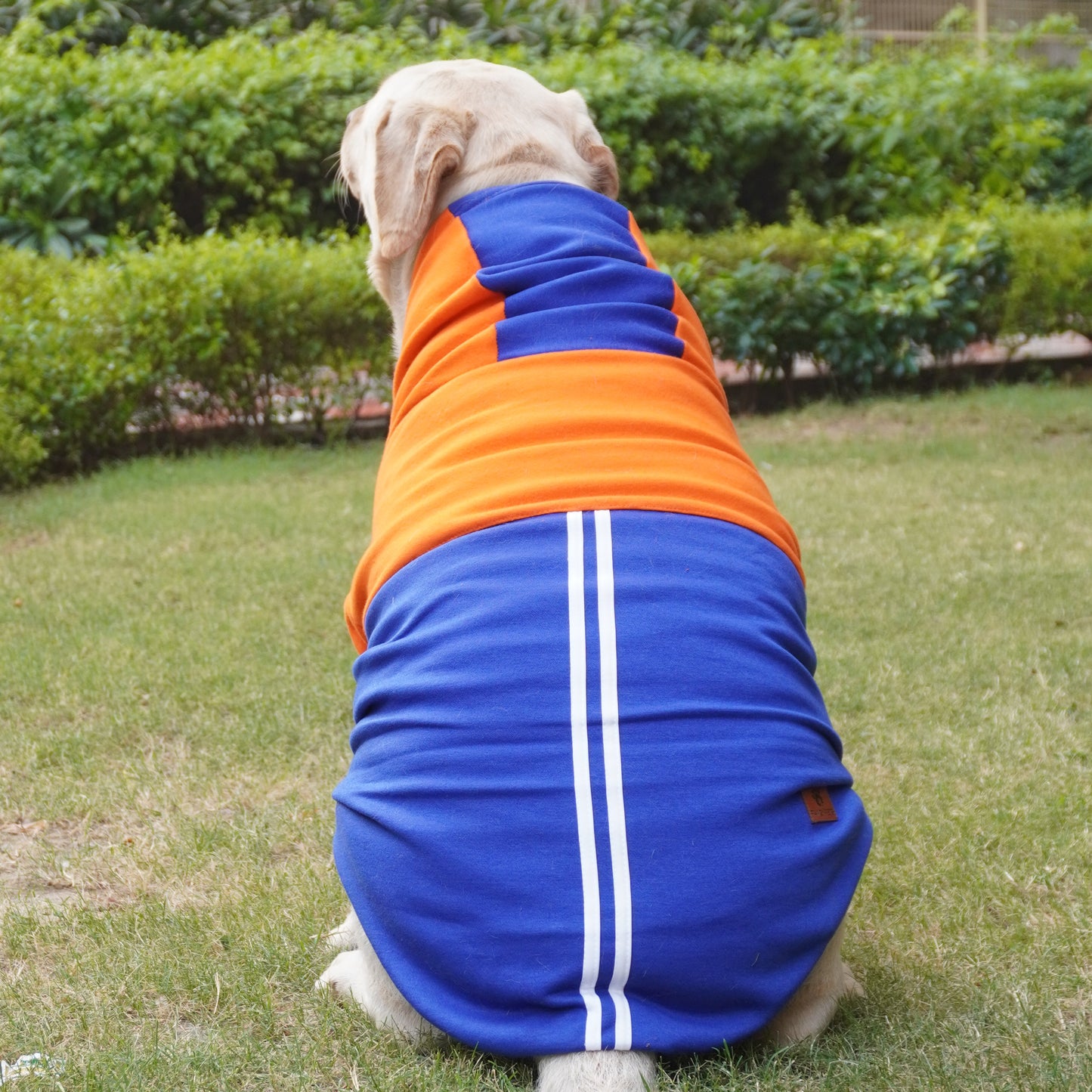 Orange & Blue Stripe Hoodie Sweatshirt | For Dogs & Cats | Pawgy Pets