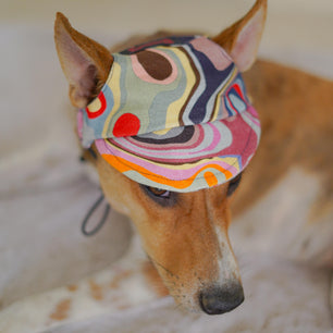 Pawgy Pets Dog Cap: Multi colour for Dog & Cats