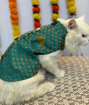 Pawgy Pets Sherwani Teal Blue for Cats