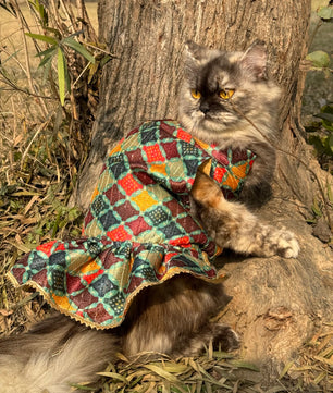 Pawgy Pets Silk Dress Multi: Cat