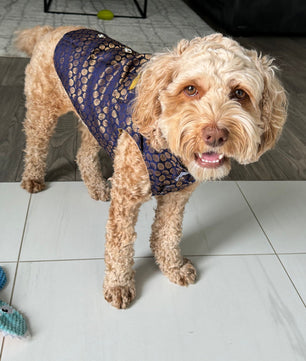 Pawgy Pets Sherwani Navy Blue for Dogs