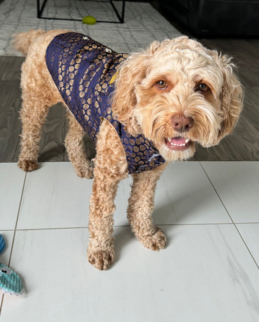 Pawgy Pets Sherwani Navy Blue for Dogs