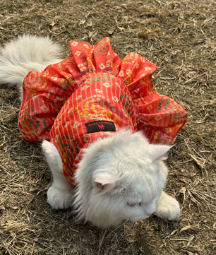 Pawgy Pets Silk Dress Peach: Cat