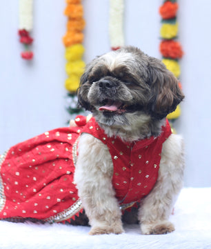 Pawgy Pets Shahi Lehenga- Dress Red for Dogs & Cats