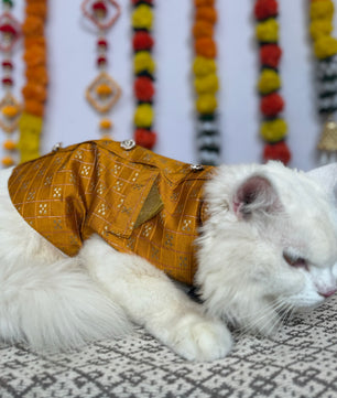 Pawgy Pets Cat Strapy Sherwani Mustard for Cats