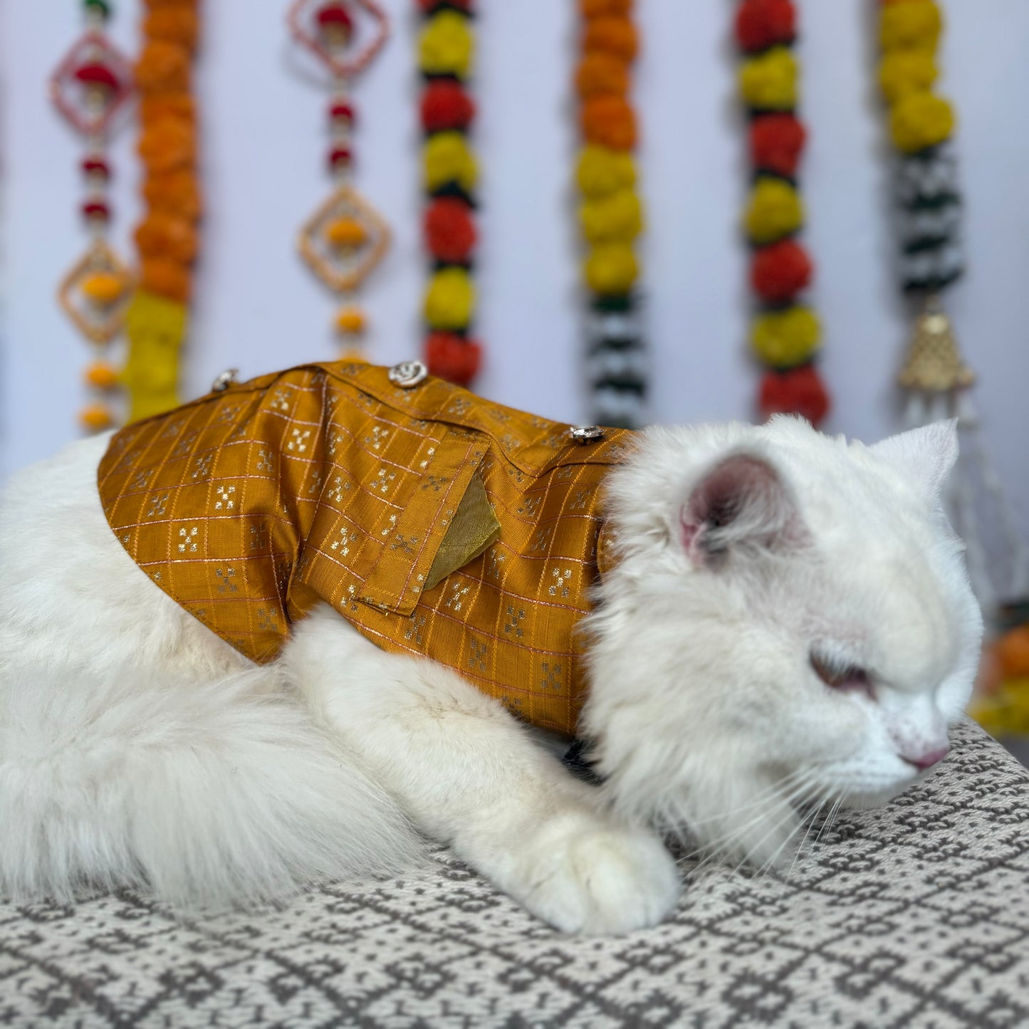 Pawgy Pets Cat Strapy Sherwani Mustard for Cats