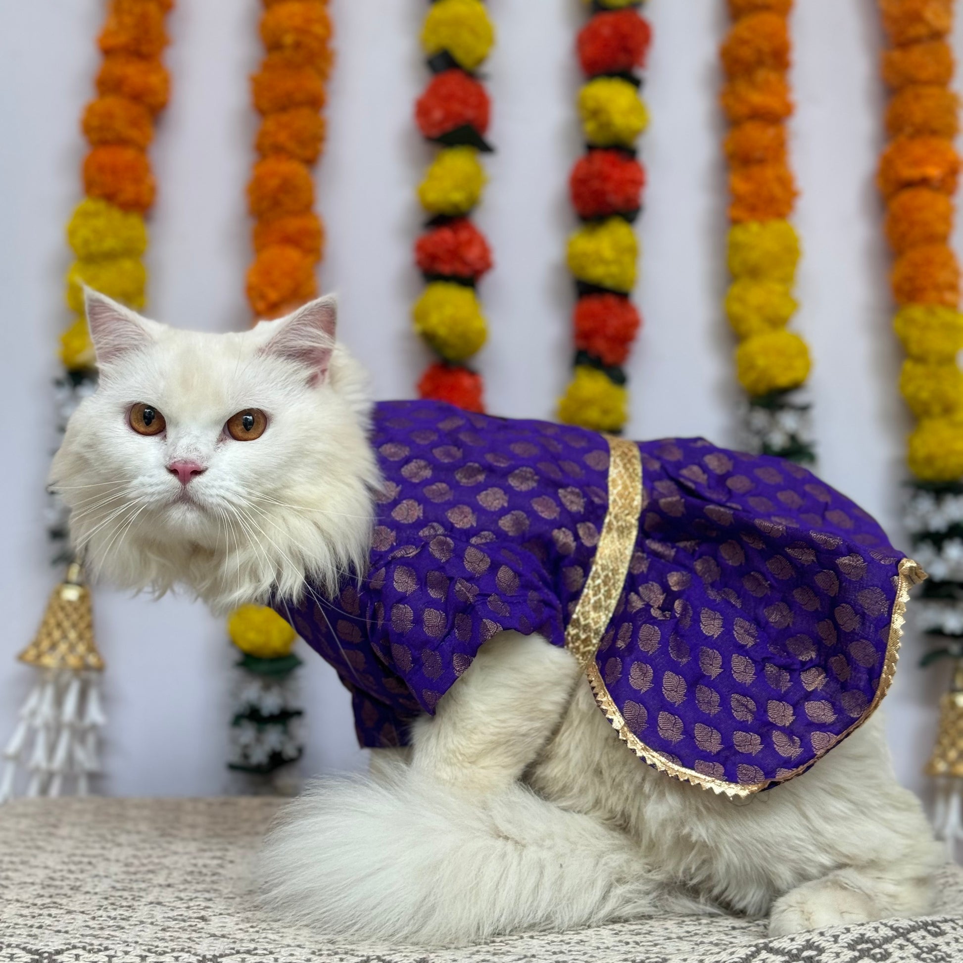 purple lace cocktail dress Belle Cat Dress