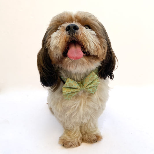 Pawgy Pets Occasion wear Bow Collar: Pista Green for Dogs & Cats