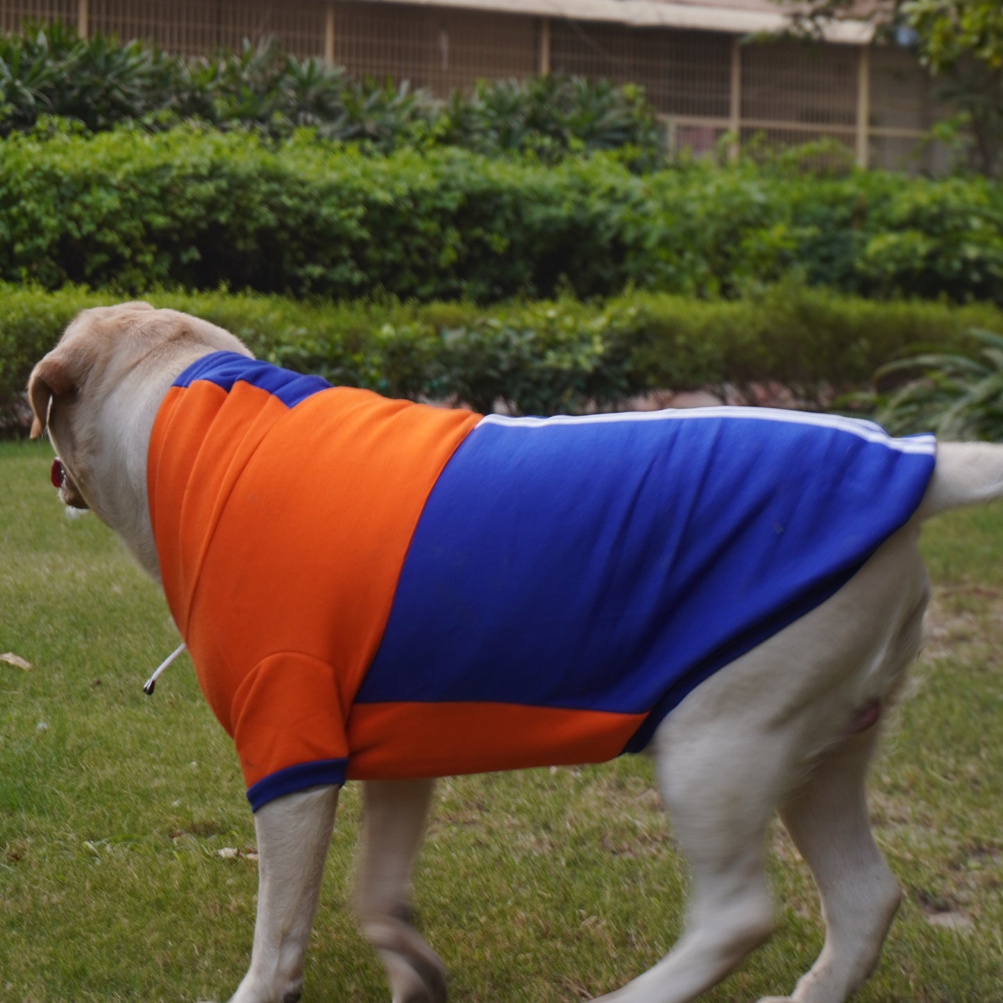 Orange & Blue Stripe Hoodie Sweatshirt | For Dogs & Cats | Pawgy Pets