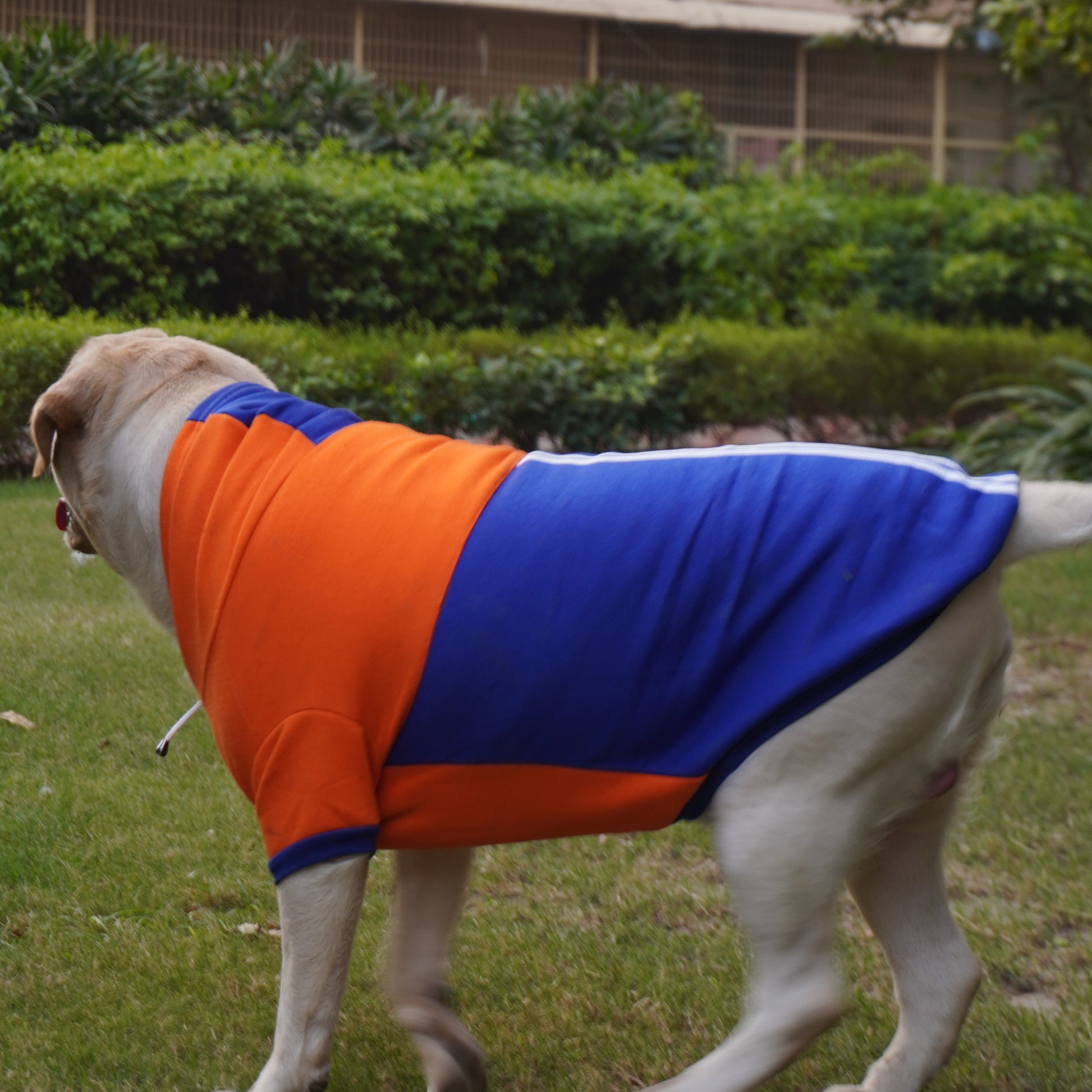 Pawgy Pets Stripe Hoodie Pet Sweatshirt - Orange n Blue