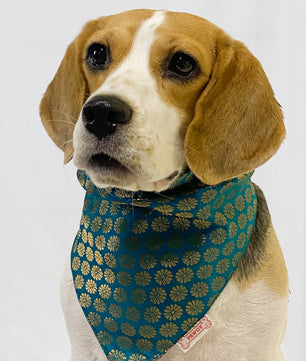 Pawgy Pets Occasion wear bandana Teal blue for Dogs & Cats