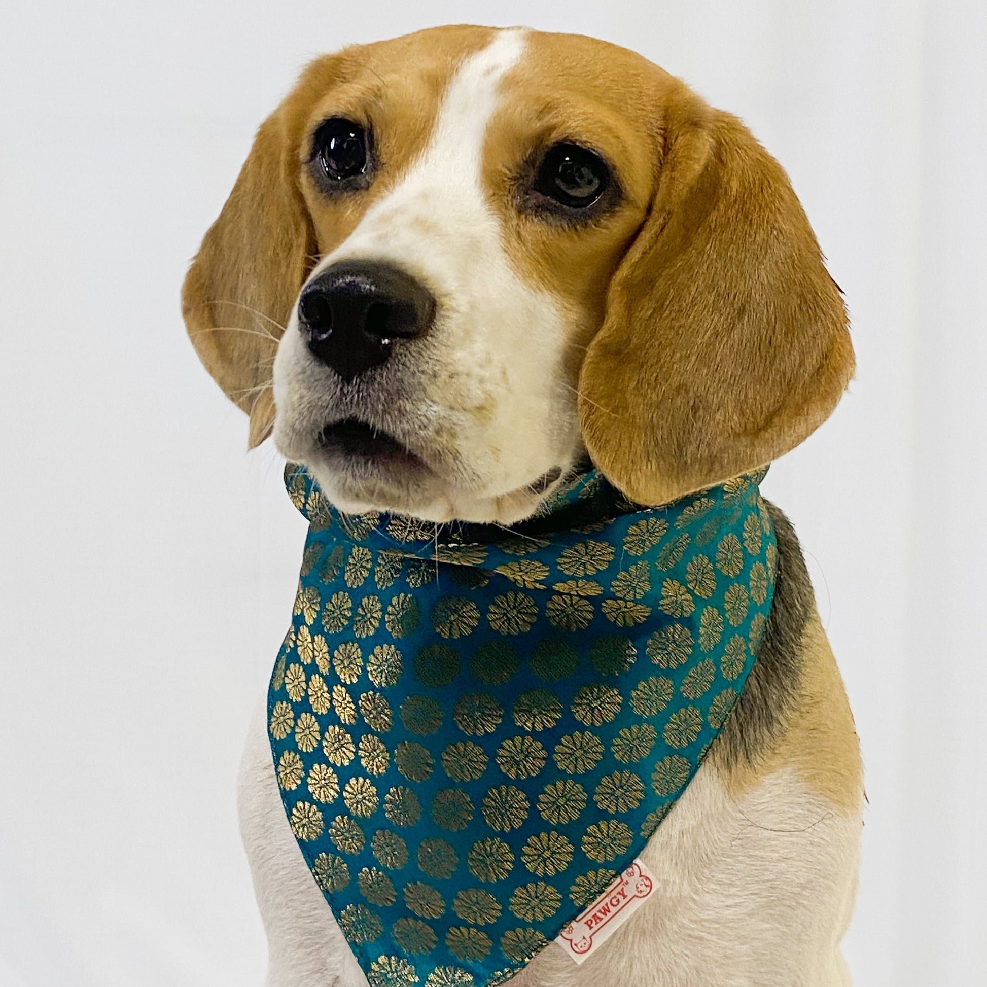Pawgy Pets Occasion wear bandana Teal blue for Dogs & Cats