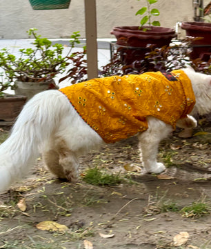 Pawgy Pets Festive Mirror work Sando: Mustard (Cat)