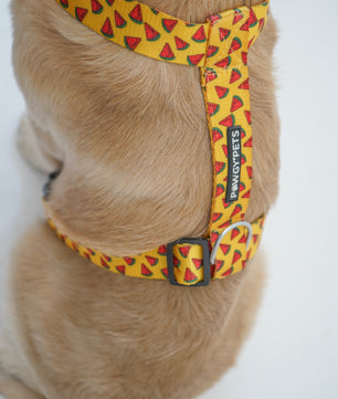 Pawgy Pets H-Harness Watermelon Yellow for Dogs and Cats