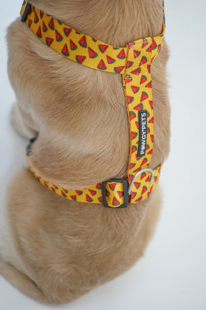 Watermelon Yellow | H-Harness for Dogs and Cats | Pawgy Pets