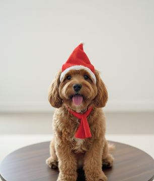 Pawgy Pets Dog Christmas Cap