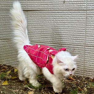 Pawgy Pets Desi Tuxedo Pink (Cat)