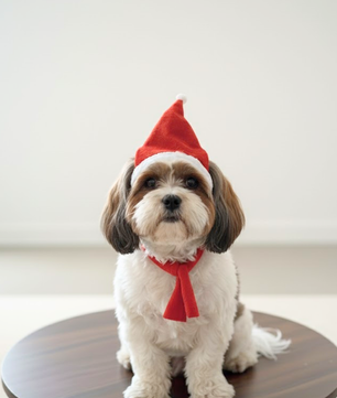 Pawgy Pets Dog Christmas Cap