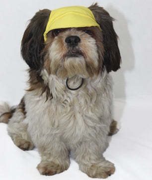 Pawgy Pets Dog Cap: Yellow for Dog & Cats