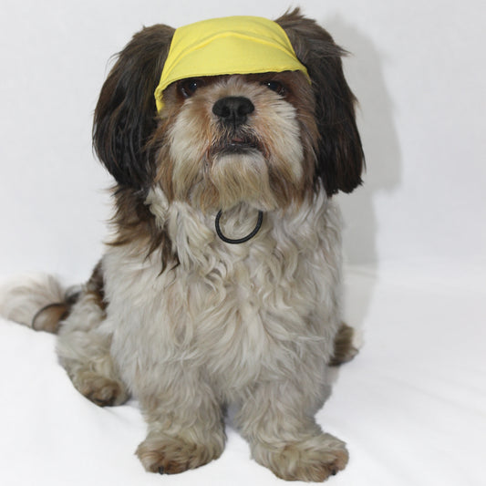 Pawgy Pets Dog Cap: Yellow for Dog & Cats