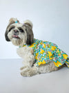 Green Zig-Zag Dress | For Dogs | Pawgy Pets
