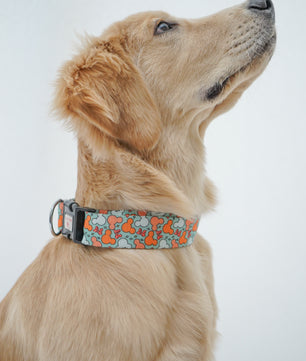 Pawgy Pets Collar Mickey Pastel Green for dogs and cats