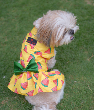 Pawgy Pets Watermelon sugar dress Yellow for Dogs