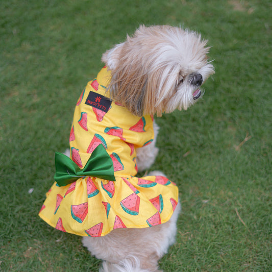 Pawgy Pets Watermelon sugar dress Yellow for Dogs