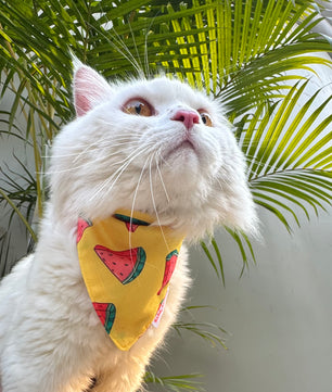 Pawgy Pets Casual Bandana: Watermelon Yellow Red for Cats and Dogs