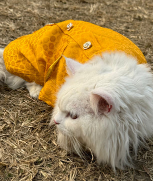 Pawgy Pets Sherwani Yellow for Cats