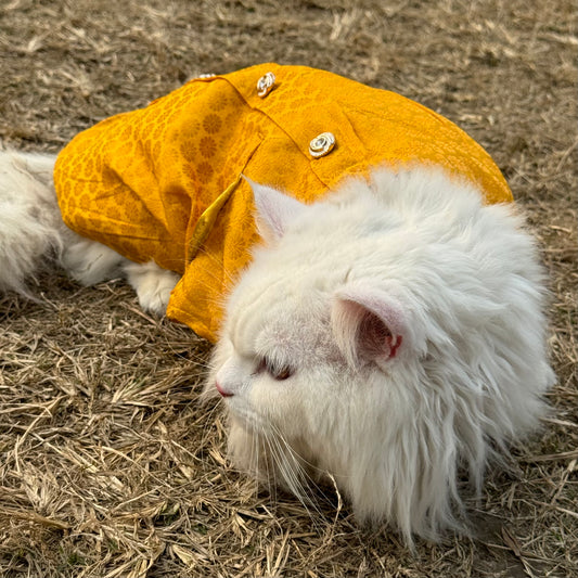 Pawgy Pets Sherwani Yellow for Cats