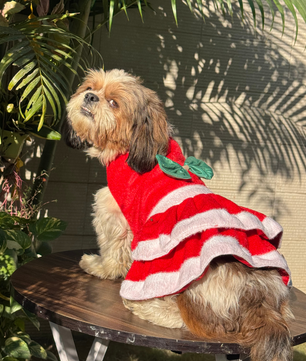 Pawgy Pets Christmas Dress