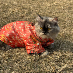 Pawgy Pets Silk kurta Peach: Cat