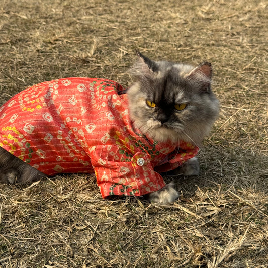 Pawgy Pets Silk kurta Peach: Cat