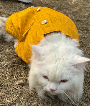 Pawgy Pets Sherwani Yellow for Cats