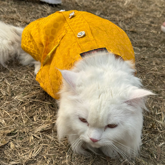 Pawgy Pets Sherwani Yellow for Cats
