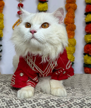 Pawgy Pet Festive kurta Red Gota (Cat)