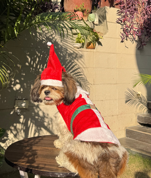 Pawgy Pets Christmas Outfit