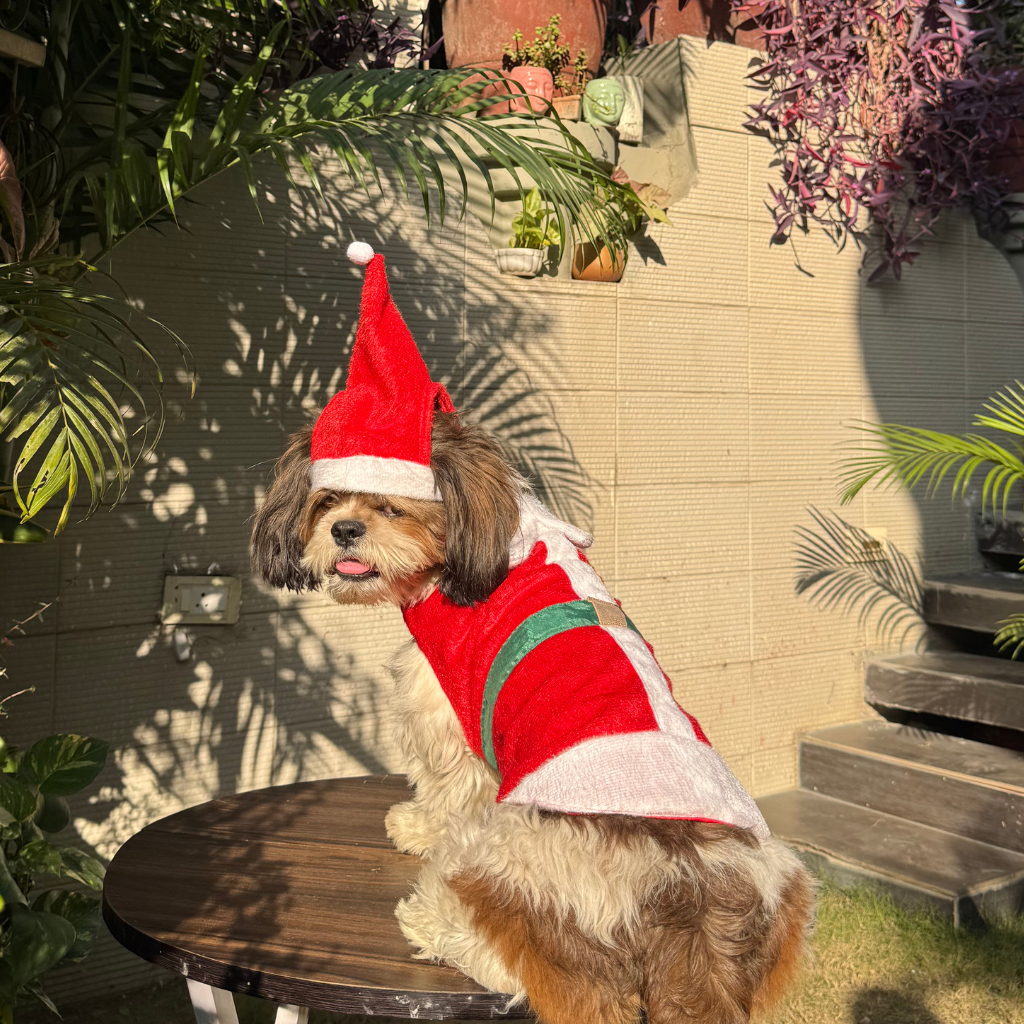 Pawgy Pets Christmas Outfit