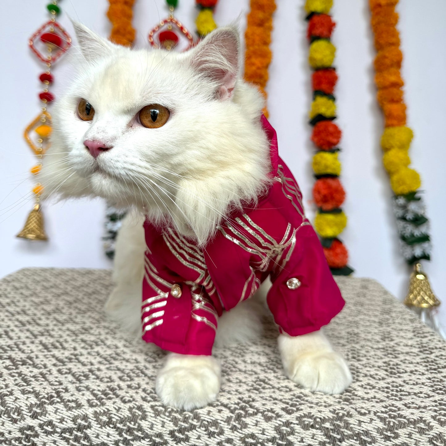 Pawgy Pet Festive kurta Hot Pink Gota (Cat)