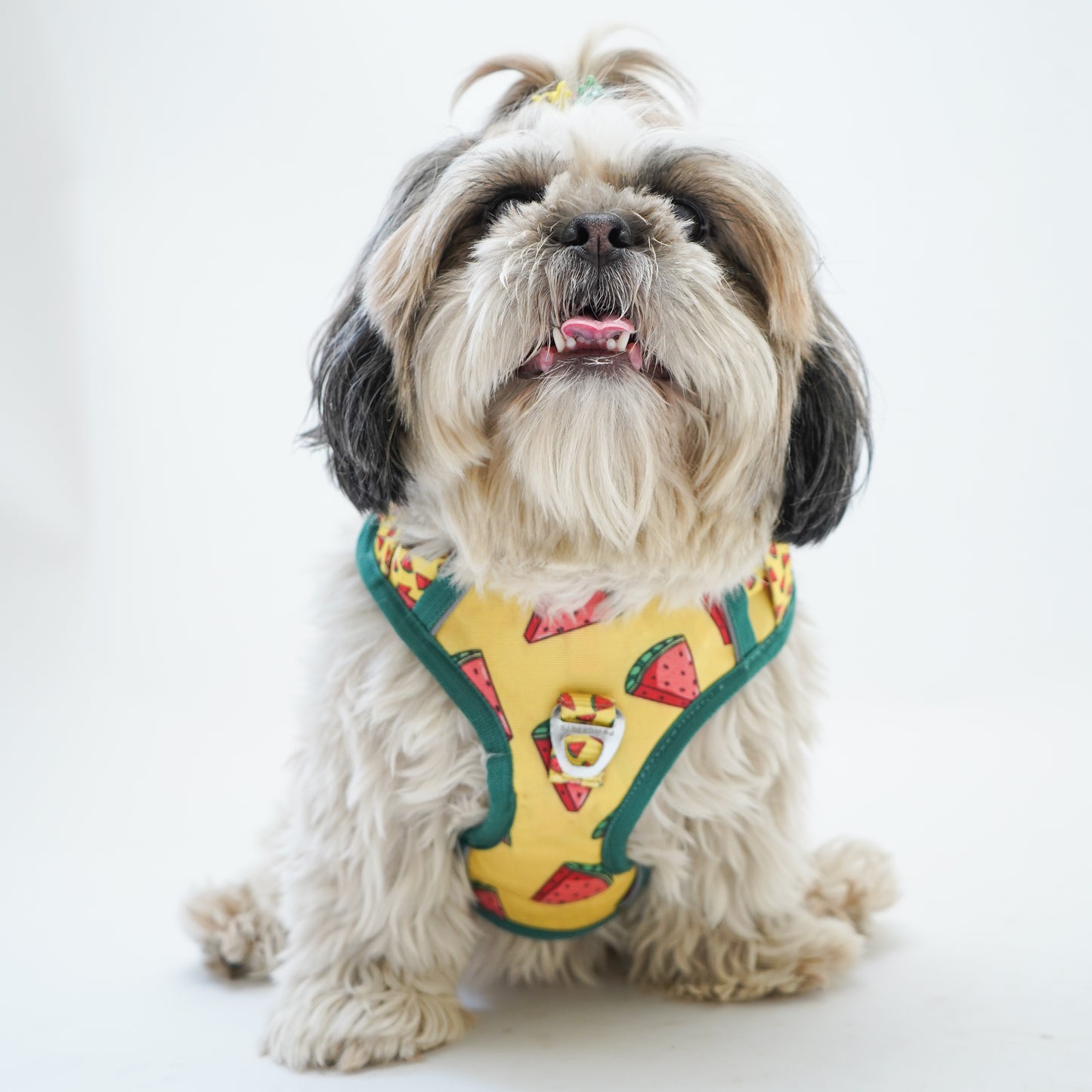 Watermelon | Padded Harness for Dogs and Cats | Pawgy Pets
