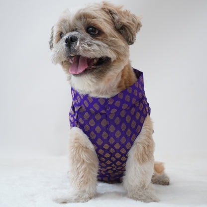 Pawgy Pets Sherwani Purple for Dogs