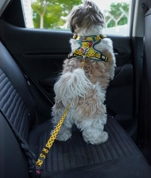 Pawgy Pets Car Leash Watermelon Yellow for Dogs and Cats
