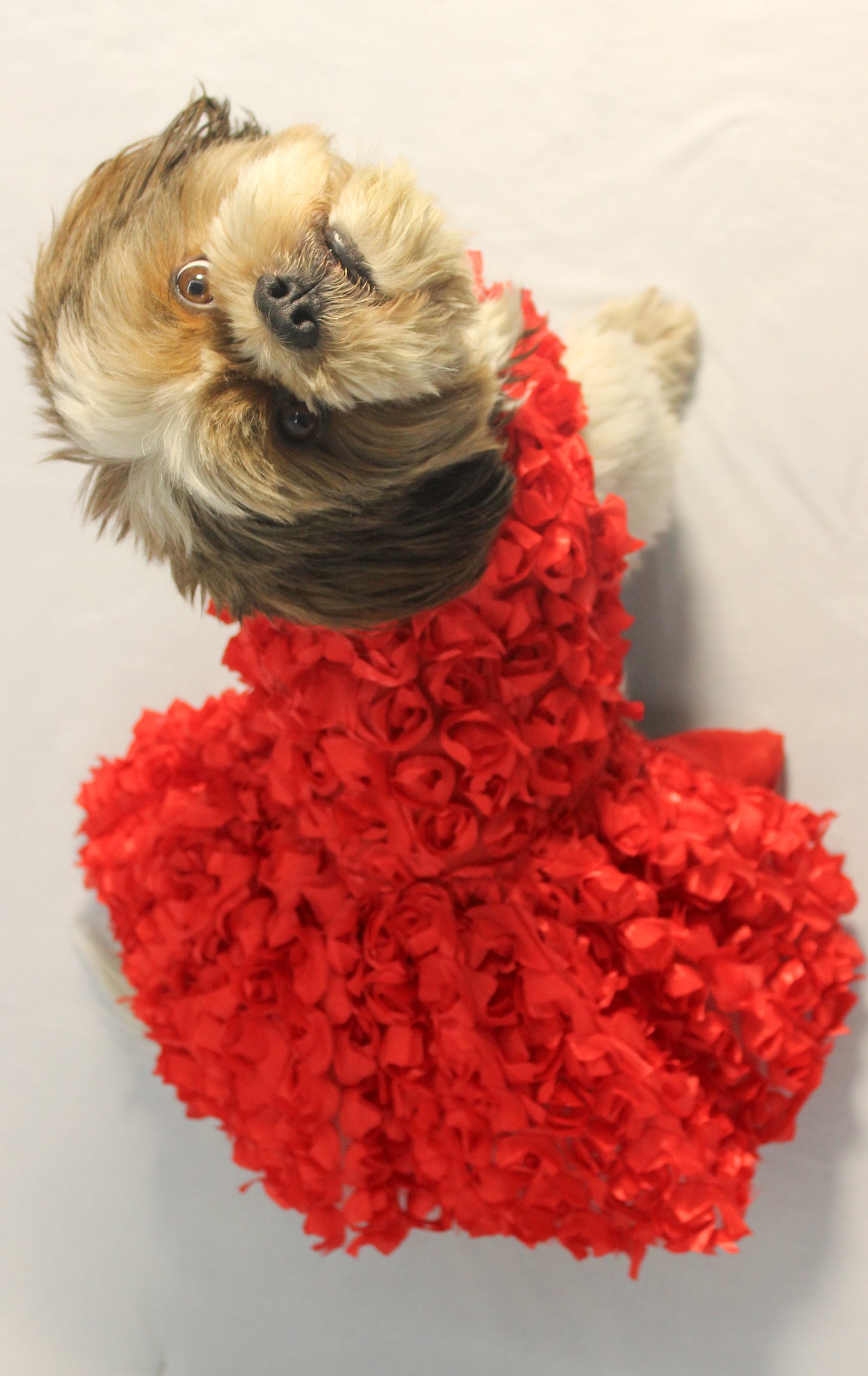 Red Rosy Tutu Dress | Luxe Collection | Pawgy Pets