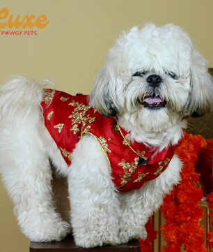 Luxe by Pawgy Pets Hand Embroidered Sherwani Red