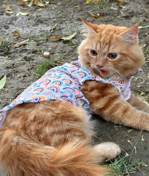 Pawgy Pets Rainbow Sando (Cat)