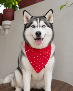 Red Star Bandana | For Dogs | Pawgy Pets