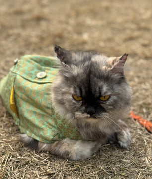 Pawgy Pets Sherwani Pista green for Cats