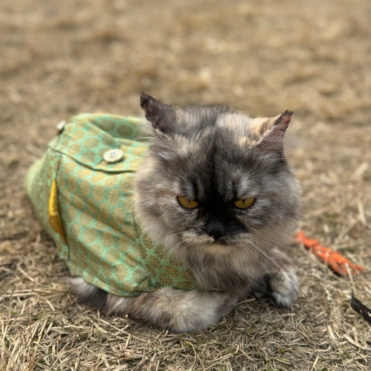 Pawgy Pets Sherwani Pista green for Cats